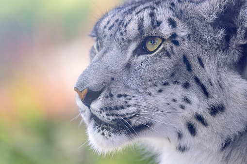 Portrait of a snow leopard, Panthera uncia