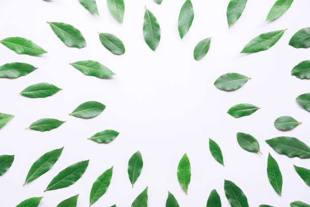 istock green leaves frame on white background. flat lay. 1409474231