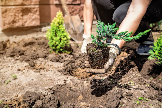 istock Gardener planting juniper tree sapling with roots and dirt from flowerpot 1409475023