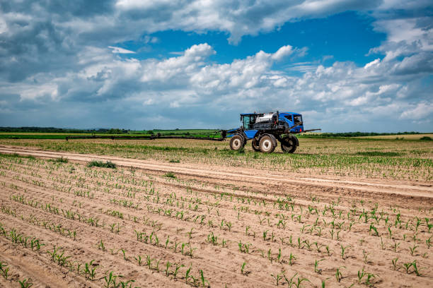 istock Tractor spraying pesticides on corn field with sprayer at spring 1409475207