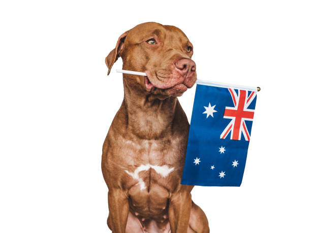 liebenswerter, hübscher hund und australische flagge. closeup - 11311 stock-fotos und bilder