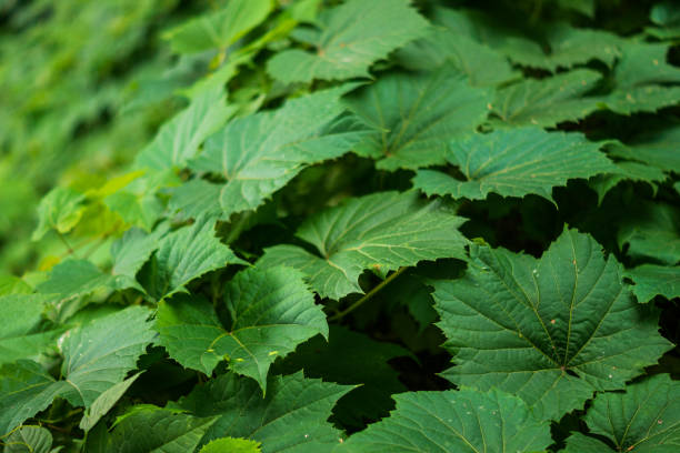 istock Close up of Vines 1409475641