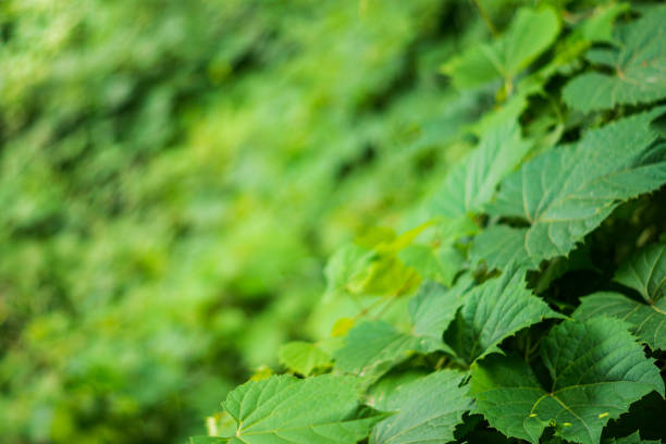 istock Close up of Vines 1409475650