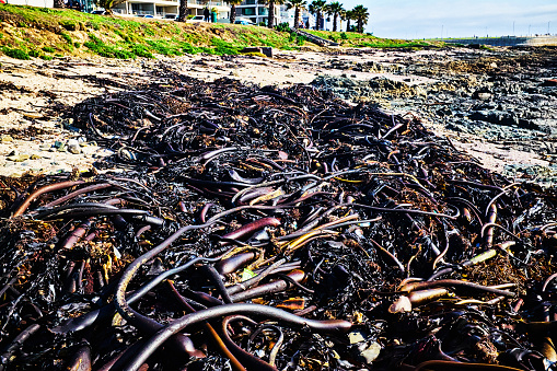 Kelp on the beach in Sea Point, Cape Town, South Africa.