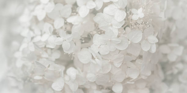 istock White hydrangea flowers close up. Beautiful delicate floral background for a wedding or holiday. Selective focus. Banner. 1409476946