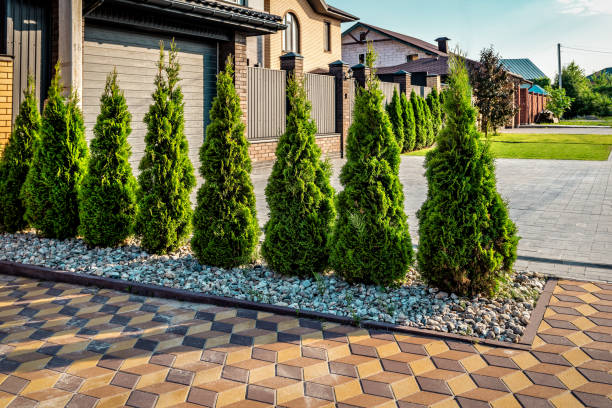 istock Decorative green thuja are planted in a row 1409477062