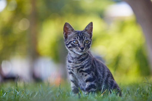 single tabby kitten looking over the grass in the urban greenyard