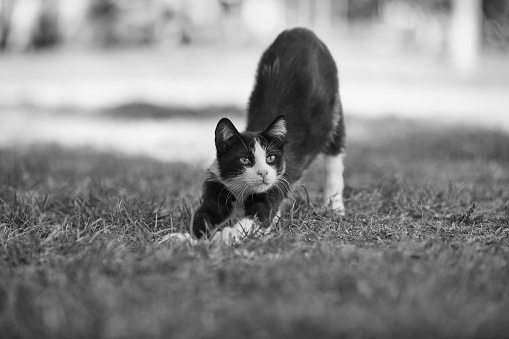 Black and white cat sitting in a grass with dandelions in a orchard looking at the camera