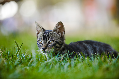 cute kitten sitting over green grass in a park, looking around