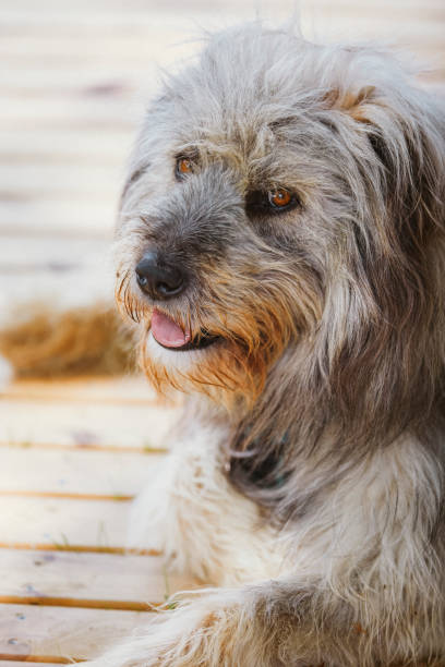 istock long hair dog posing 1409479243