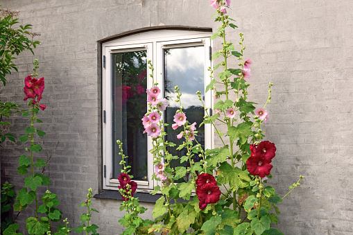 Beautiful colourful hollyhocks Alcea rose flower bloom at the window of the village house.