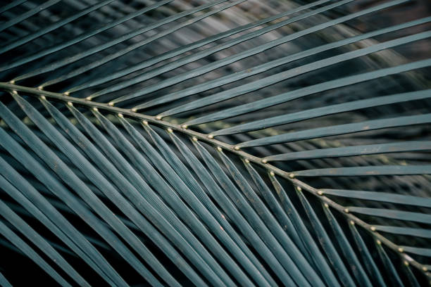 istock Selective focus blurred image of palm leaves. Green nature background 1409480914