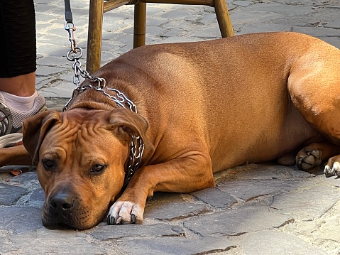big brown dog lies on the pavement