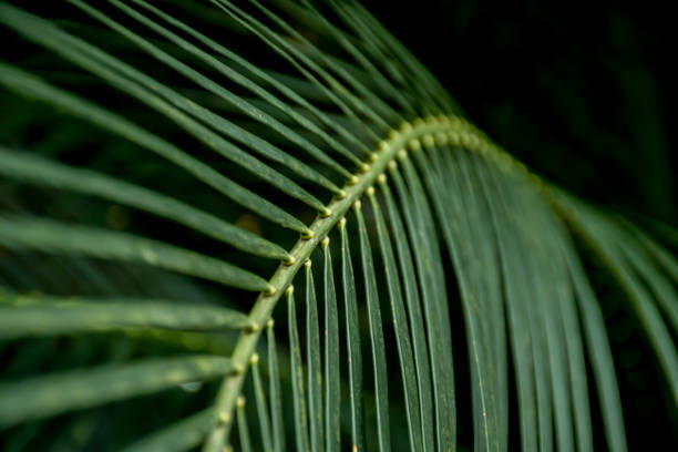 istock Selective focus blurred image of palm leaves. Green nature background 1409481029