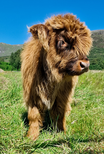 Young highland cow on sunny summer's day in Scotland