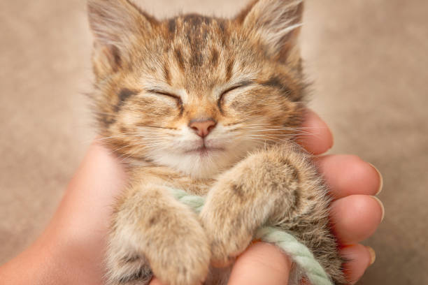 istock Sleeping tabby kitten in the hands of his owner 1409482330