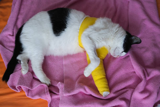 istock Broken leg cat lying in bed at home after surgery 1409482568
