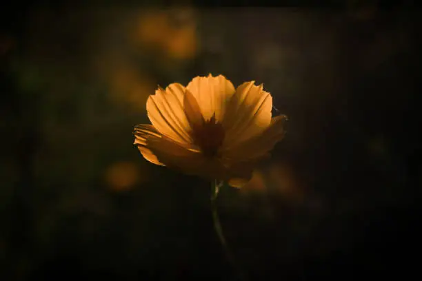 Photo of background blur, yellow timber with morning natural bokeh background