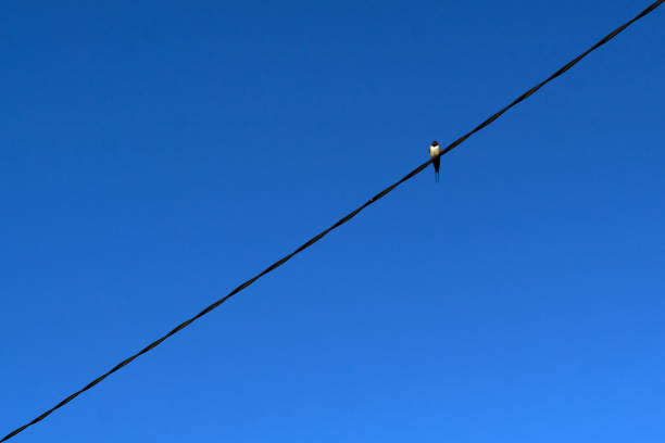 Black and white bird sits on a wire against a blue sky