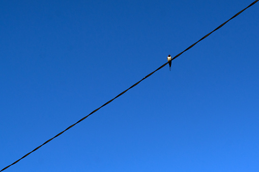 Black and white bird sits on a wire against a blue sky