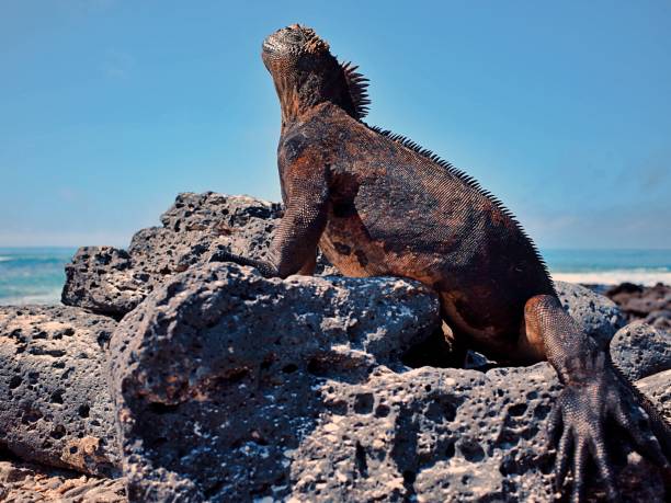 istock beautiful iguana sitting on the rock Galapagos Islands 1409483455