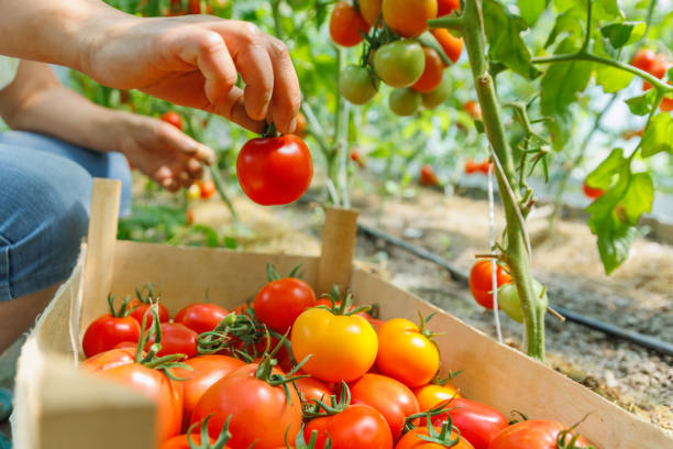 istock a woman hands picks ripe tomatoes from a branch putting in box. 1409483462