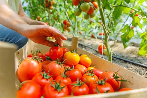 istock a woman hands picks ripe tomatoes from a branch putting in box. 1409483483