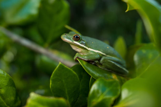 istock Green Tree Frog on the Leaves of a Holly Tree 1409484707