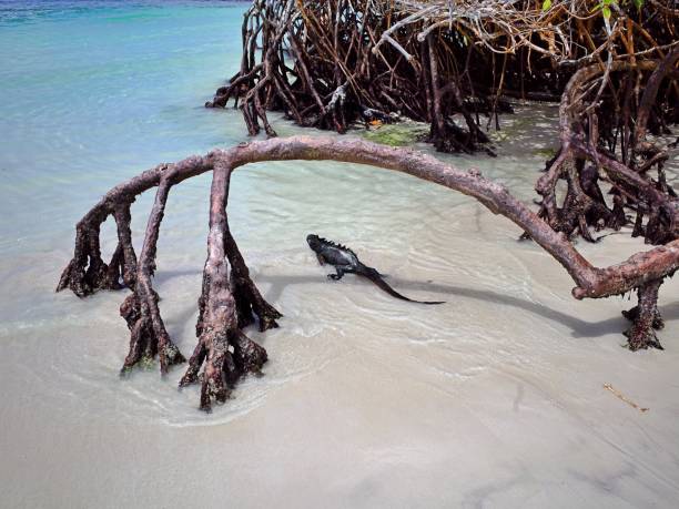 istock Marine iguana looking at the sea and it's going to swim 1409485561