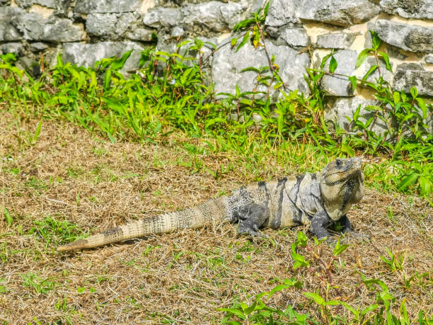 istock Iguana on grass Tulum ruins Mayan site temple pyramids Mexico. 1409485752