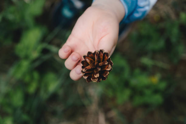 istock Child holding pine cone in the forest. 1409486296