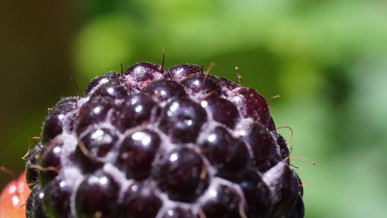 Fresh deep purple Raspberry being grown in home garden