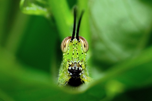 Grasshopper face looking at camera - animal behavior.