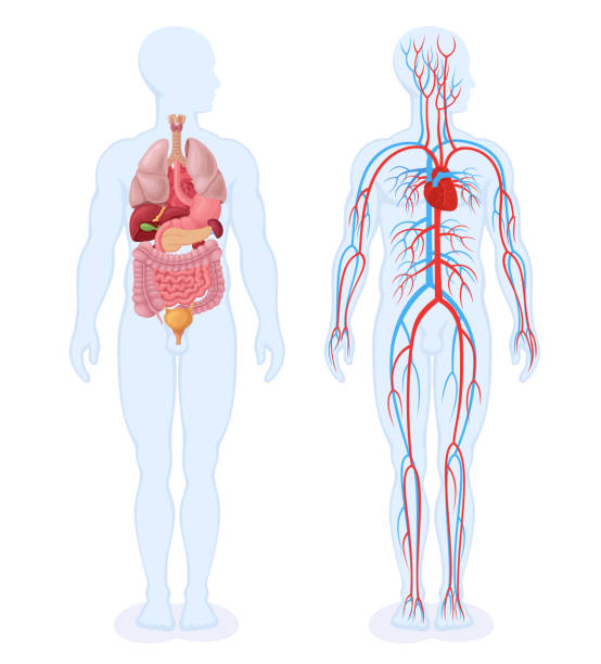 ilustraciones, imágenes clip art, dibujos animados e iconos de stock de órganos internos humanos y sistema circulatorio. cuerpo masculino. - human vein illustrations