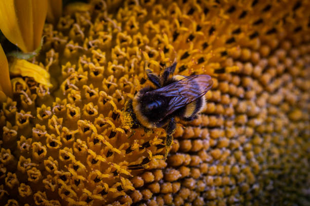istock A bee on a sunflower in summertime 1409487783