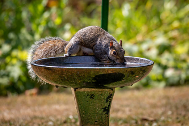 istock A bird bath providing a drink for a grey squirrel on a hot summer's day 1409487805