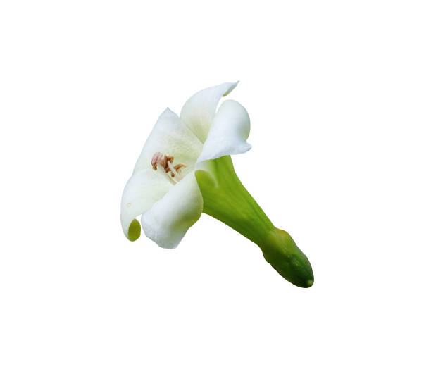 istock fresh perfume flower tree or trai tichlan white blooming. Isolated on white background with clipping path. 1409488201