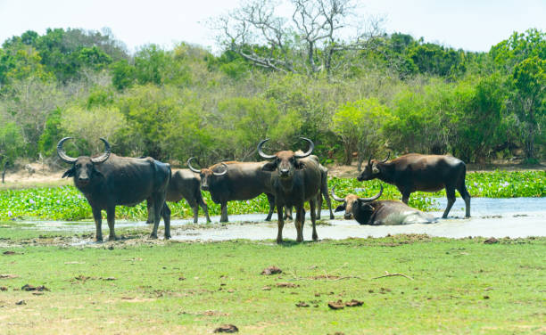 istock Buffaloes in the National Park. Sri Lanka. 1409488364