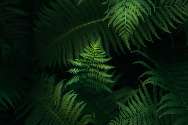 sfondo foglie di felce verde petali. fogliame verde vibrante. - fractal fern foto e immagini stock