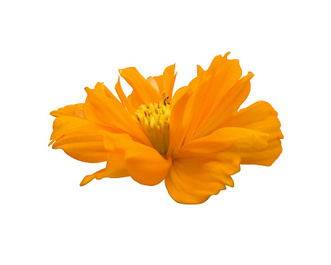 side view fresh orange cosmos flower blooming . Isolated on white background with clipping path.