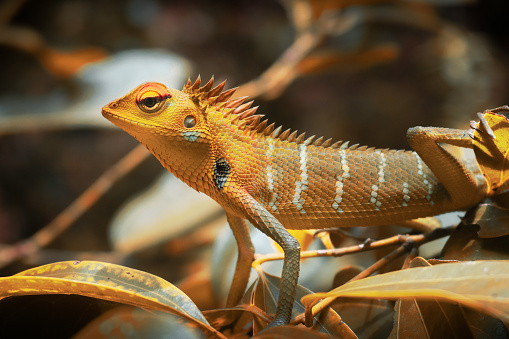 Chameleon Nature Hd Pc Imagen De Fondo De Pantalla Foto de stock y más banco de imágenes de Aire libre - Aire libre, Amarillo - Color, Animal - iStock Chameleon Nature Hd Pc Imagen De Fondo De Pantalla Foto de stock y más banco de imágenes de Aire libre - Aire libre, Amarillo - Color, Animal - iStock
