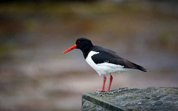 istock Oystercatcher on the Yorkshire moors 1409490838