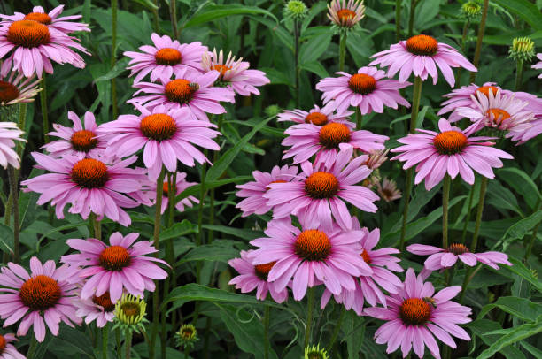 Beautiful purple echinacea