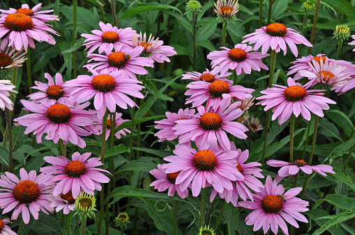 Lovely purple coneflower plant with a yellow and purple background. Other names of this plant : Echinacea purpurea, eastern purple coneflower, hedgehog coneflower, or echinacea