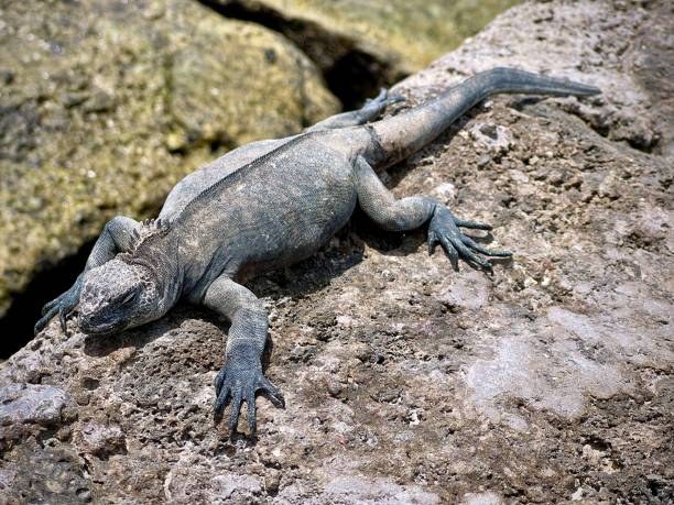 istock black land iguana Galapagos Islands 1409491506