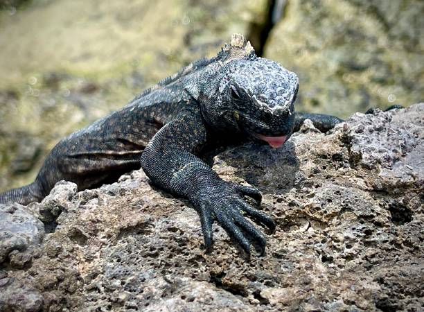 istock black land Iguana behind the rocks Galapagos Islands 1409491637
