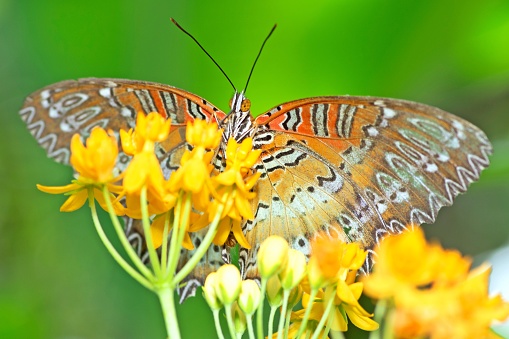 Butterfly spreading wings while drinking juice from flower - animal behavior.