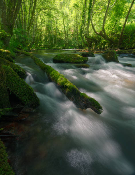 istock Mossy trunk of a fallen tree in the bed of a river 1409492503