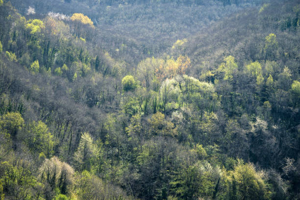 Spring atmosphere in the wooded valleys of Courel stock photo