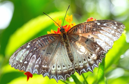 A blue two-barred flasher resting on a leaf in Costa Rica